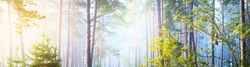 Panoramic view of the mysterious evergreen forest in a fog. Ancient pine, spruce, fir tree silhouettes close-up. Atmospheric landscape. Sun rays, golden light. Nature, ecology, fantasy, fairytale