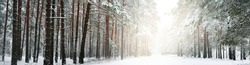 Pathway through snow-covered pine tree forest in a blizzard. Evergreen fir trees close-up. Atmospheric landscape. Idyllic rural scene. Winter wonderland. Pure nature, climate, seasons. Panoramic view