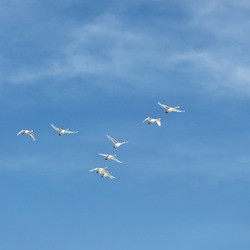 Flock of white swans flying in a cloudy blue sky, close-up. Early spring in Russia. Wildlife, zoology, ornithology, birds, migration, nature, landscape