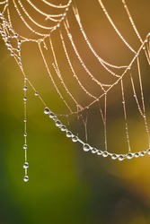 Spider web, plants and dew drops close-up. Natural pattern. Golden background. Soft sunlight. Macrophotography, graphic resources, insects, environmental conservation. Panoramic view, copy space