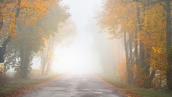 Old asphalt country road (alley) through the colorful deciduous oak, birch, maple trees with green, orange, yellow, golden leaves. Thick morning fog. Natural tunnel. Atmospheric autumn landscape