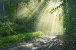 Pathway in a majestic green deciduous forest. Natural tunnel. Mighty tree silhouettes. Fog, sunbeams, soft sunlight 