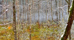 Swampy autumn forest. Green and golden leaves. Pine, maple, birch trees covered with hoarfrost and first snow. Early winter. Atmospheric landscape. Ecotourism, nature, environment, seasons