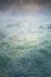 Forest meadow (lawn) at sunrise. Plants, dew drops. Morning fog, soft sunlight, sunbeams, golden hour. Idyllic landscape. Picturesque scenery. Nature, environment, ecology