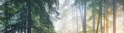 Majestic forest in a fog. Mighty trees, colorful leaves, moss, fern, plants. Atmospheric panoramic landscape. Soft sunlight, sunbeams. Ecology, seasons, autumn, eco tourism