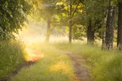 Pathway through the forest meadow (lawn) at sunrise. Morning fog, soft sunlight, sunbeams, golden hour. Idyllic landscape. Picturesque scenery. Nature, ecotourism, cycling, hiking