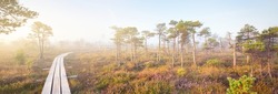 Bog in a morning mist at sunrise. Young pine trees and forest floor of blooming heather flowers, wooden pathway close-up. Clear sky. Idyllic landscape. Kemeri national park, Latvia