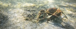 Noble crayfish Astacus astacus in a lake (natural habitat), close-up underwater shot. Crayfish plague, European wildlife, carcinology, zoology, environmental protection, science, research