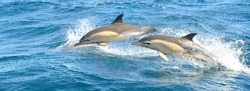 Two dolphins jumping in the Mediterranean sea on a clear day, the striped dolphin (Stenella coeruleoalba) close-up. Waves and water splashes. A view from the sailing boat. Spain
