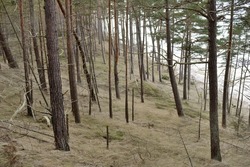 Baltic sea shore, sand dunes, majestic evergreen forest. Mighty pine and spruce trees, moss, fern, plants. Soft light. Early spring. Pure nature. Ecotourism, hiking, fresh air, healthy lifestyle