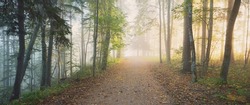 Pathway through the evergreen forest in a mysterious morning fog, natural tunnel of the colorful trees, soft light. Idyllic autumn scene. Nature, ecology, seasons. Atmospheric landscape. Latvia