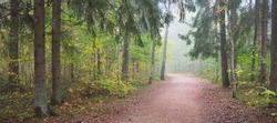 Pathway through the forest in a mysterious morning fog, natural tunnel of the colorful trees, soft light. Idyllic autumn scene. Pure nature, ecology, seasons. Atmospheric landscape. Sigulda, Latvia;
