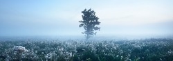 Lonely maple tree and a blooming field in a clouds of morning fog at sunrise, Latvia. Dark silhouette against clear blue sky. Tranquil mysterious landscape. Concept art, graphic minimalism