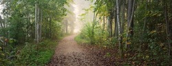 Pathway through the evergreen forest in a mysterious morning fog, natural tunnel of the colorful trees, soft light. Idyllic autumn scene. Nature, ecology, seasons. Atmospheric landscape. Latvia