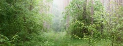 Majestic evergreen forest in a fog. Mighty pine and spruce tree silhouettes close-up. Atmospheric dreamlike landscape. Soft light. Nature, fantasy, fairytale. Panoramic view