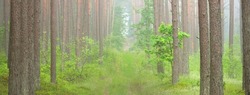 Majestic evergreen forest in a fog. Mighty pine and spruce tree silhouettes close-up. Atmospheric dreamlike landscape. Soft light. Nature, fantasy, fairytale. Panoramic view
