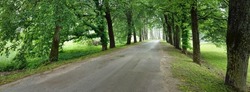 Dark empty alley (single lane rural road) through the green deciduous trees. Latvia. Spring landscape. Natural tunnel. Bicycle, sport, nordic walking, eco tourism, environment