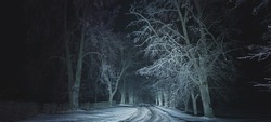 Majestic snow-covered forest in a fog at night. Panoramic winter landscape. Tree silhouettes in the dark. Silence, mystery, gothic concepts