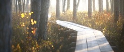 Wooden pathway through the evergreen forest in a thick mysterious fog at sunrise. Latvia. Soft sunlight. Idyllic autumn landscape. Natural tunnel, fairy, dreamy scene. Nordic walking, ecotourism theme