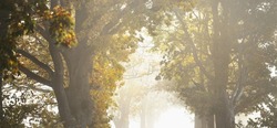Deciduous oak and maple trees. Natural tunnel. Sunlight, sunbeams, fog, shadows. Fairy autumn scene