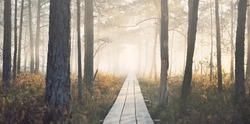 A wooden pathway trough the coniferous forest in a thick mysterious fog at sunrise. Cenas tirelis, Latvia. Sunlight through the old tree trunks. Idyllic autumn landscape. Natural tunnel, fairy scene