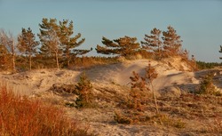 Baltic sea shore (sand dunes, beach). Evergreen pine forest, dune grass. Clear sky, glowing sunset clouds. Picturesque panoramic scenery. Nature, environment, eco tourism, hiking, exploring concept