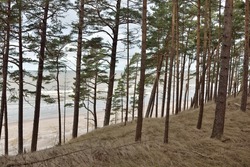 Baltic sea shore, sand dunes, majestic evergreen forest. Mighty pine and spruce trees, moss, fern, plants. Soft light. Early spring. Pure nature. Ecotourism, hiking, fresh air, healthy lifestyle
