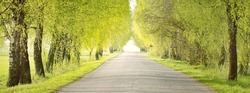 An empty alley (single lane rural road) through the green deciduous trees. Latvia. Spring landscape. Bicycle, sport, nordic walking concepts