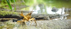 American spiny-cheek high crayfish (Orconectes Limosus) invasive to Europe in forest river, Germany. Nature, wildlife, zoology, biology, carcinology, science, ecosystems, environmental conservation