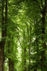 Green deciduous tree alley in a city park. Estonia. Low angle view. Atmospheric summer scene