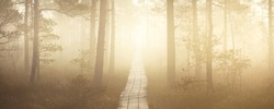 Wooden pathway through the evergreen forest in a thick mysterious fog at sunrise. Latvia. Soft sunlight. Idyllic autumn landscape. Natural tunnel, fairy, dreamy scene. Nordic walking, ecotourism theme