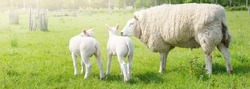 Cute sheep family grazing on the green field. Little baby sheeps. Leiden, Netherlands. Rural scene. Domestic animals, pet care, farm, food industry, alternative production, countryside living