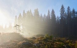 Majestic evergreen pine forest in a fog at sunrise Mighty trees, plants, moss. Sunbeams, sunshine. Atmospheric autumn landscape. Finland. Nature, deforestation and reforestation, ecology themes