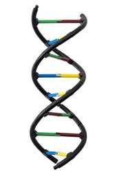 Molecular biology, biotechnology and biochemistry research and genetic code clipart concept with PNG image of DNA helix molecule isolated on white background with clipart cutout