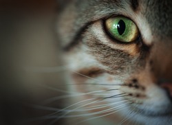 Closeup of tabby cat face. Fauna background