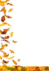 Falling autumn colored oak leaves isolated on white background.