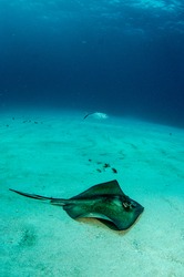 stingray from the coral reefs of the mesoamerican barrier. Mayan Riviera, Mexican Caribbean.