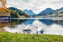 Two white swans on the Grundlsee lake. Amazing morning scene of Brauhof village, Styria stare of Austria, Europe. Colorful panorama of Alps. Traveling concept background.