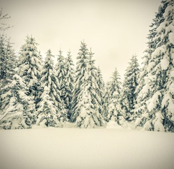 Winter landscape in the forest. Retro stile