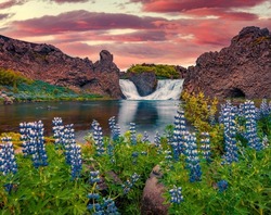 Spectacular outdoor scene of Hjalparfoss Waterfall. Extraordinary summer sunset in Iceland, Europe. Blooming lupine flowers on the river shore. Beauty of nature concept background.