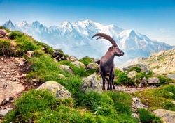 Alpine Ibex (Capra Ibex) on the Mont Blanc (Monte Bianco) background. Misty summer morning in the Vallon de Berard Nature Reserve, Graian Alps, France, Europe. 