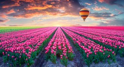 Flying on the balloon over the field of blooming hyacinth flowers. Colorful spring sunrise in the countryside. Artistic style post processed photo. Creative collage.
