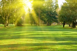 Green lawn with trees in park under sunny light