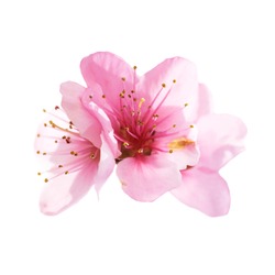 Almond pink flowers isolated on white background. Macro, closeup shot