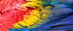 Parrot feathers, red, yellow and blue exotic texture