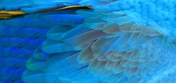 Parrot feathers yellow and blue exotic texture.