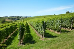 Vineyards in a sunny day, blue sky
