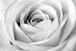 White rose, black and white macro