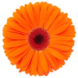 Orange flower of gerber isolated on white background, clipping path included