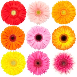 Flower of gerber daisy collection isolated on white